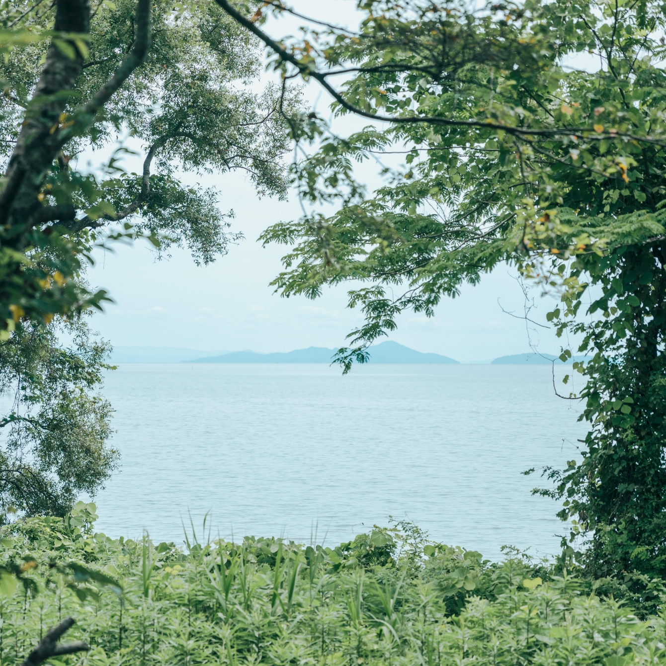 木々の隙間から見える琵琶湖の写真